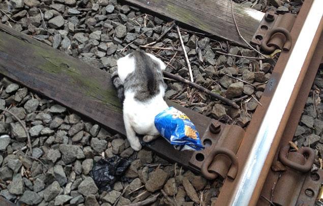 Машинист остановил поезд, чтоб не наехать на кота